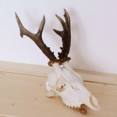 Úhyn - foto ID 41771