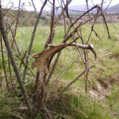 Takto ho nasiel brat