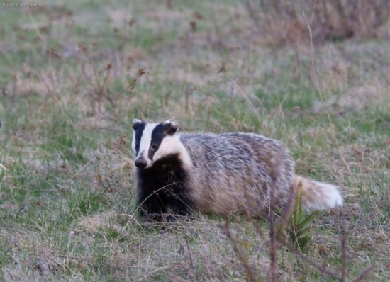 Dobrý večer pán jazvec