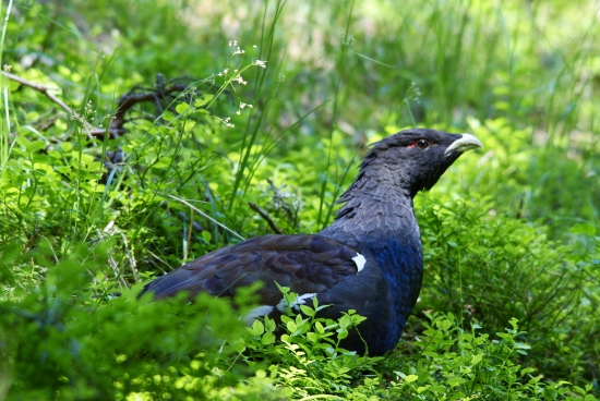 hlucháň v čučoriedí
