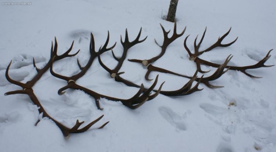 Zhody z jedného jeleňa 2001-2007