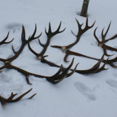 Zhody z jedného jeleňa 2001-2007