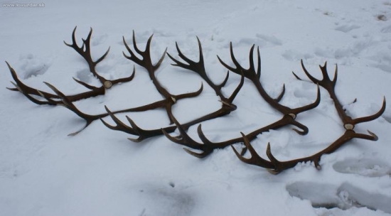 Zhody z jedného jeleňa 2001-2007 II