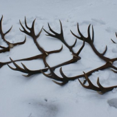 Zhody z jedného jeleňa 2001-2007 II