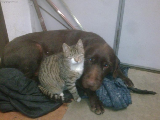 jedina mačka ktoru znesie