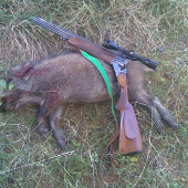 Diviača zo spoločnej poľovačky