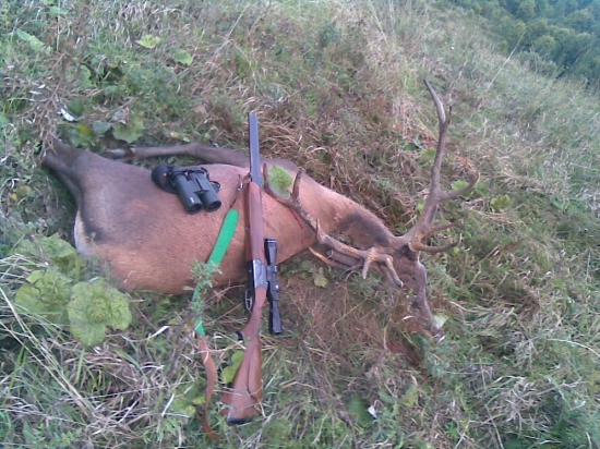 ruja 2015