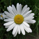 margaretka