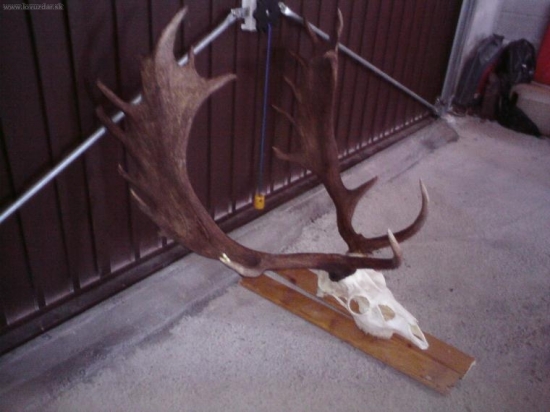 uhyn daniela 193.74 C.I.C