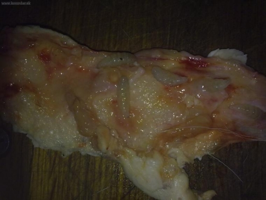 strecky u jeliencata