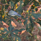 Zdravotna prehliadka