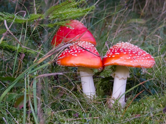 muchotrávka červená