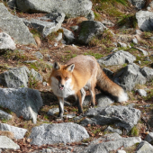 lištička tatranská