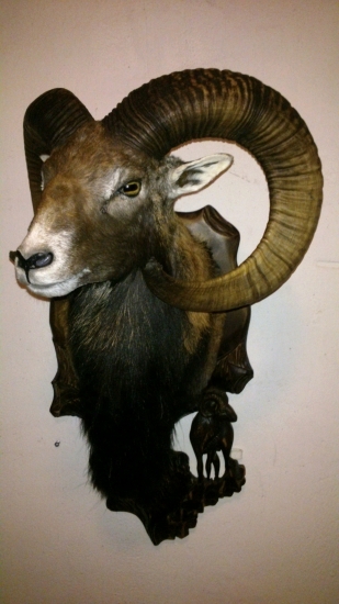 muflónik