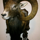 muflónik