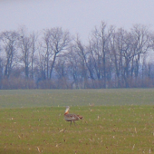 dropy  na 300 metrov fotené