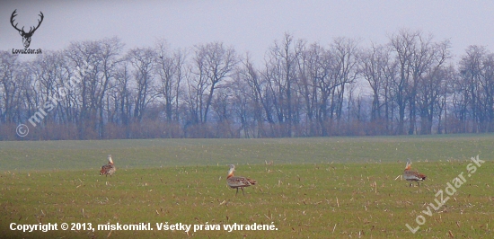 dropy  na 300 metrov fotené