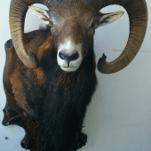 muflónik 2