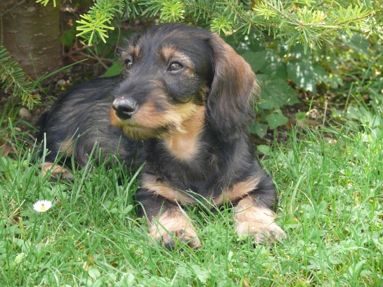 aston :)))) jazvečík