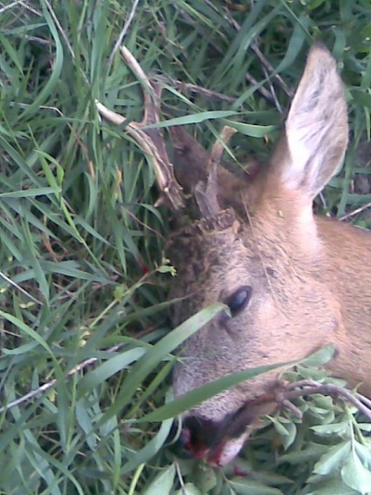 môj prvý v našom revíri