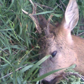 môj prvý v našom revíri