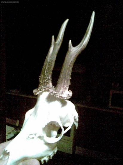 otcov najstarší srnec (13rokov)