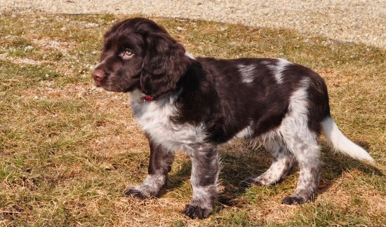 Abel z Jelení rokle