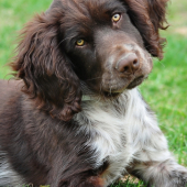 Abel z Jelení rokle