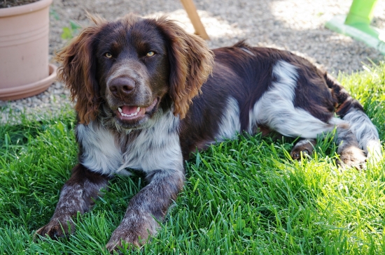 Abel z Jelení rokle