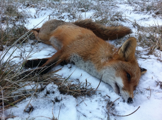 Prvá na novom snehu