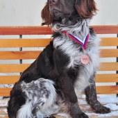 MVP Trenčín 2012 - CAJC
