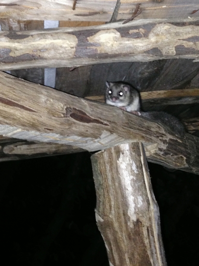 Spoločník na posede