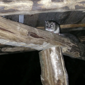 Spoločník na posede