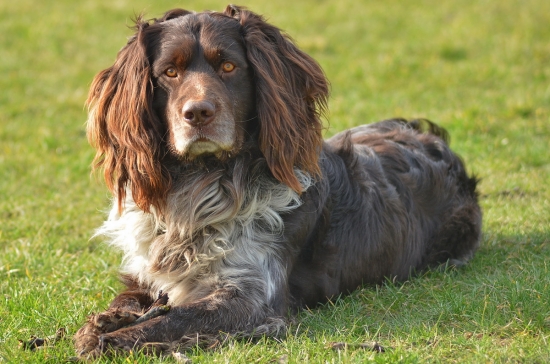 Abel z Jelení rokle