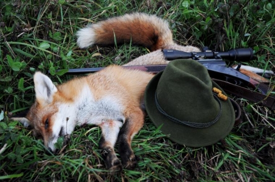 Zátišie s líškou..:-)