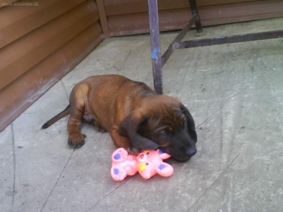 moj bavorsky farbiar Alan