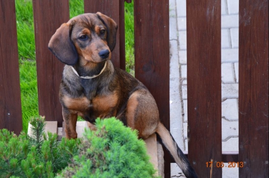 Corry z Běhařovického lesíka