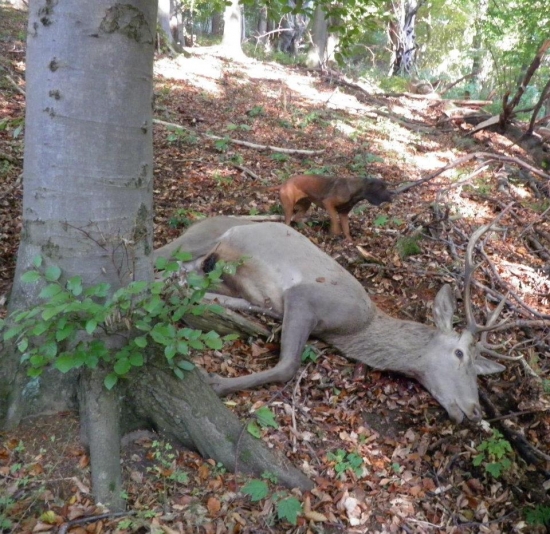 úspešná dohľadávka 2011