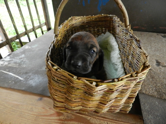 Alex spod Macúrovej