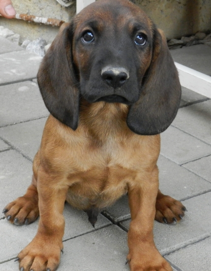 Alex spod Macúrovej