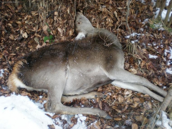 druha strana prirody (uhyn :-( )