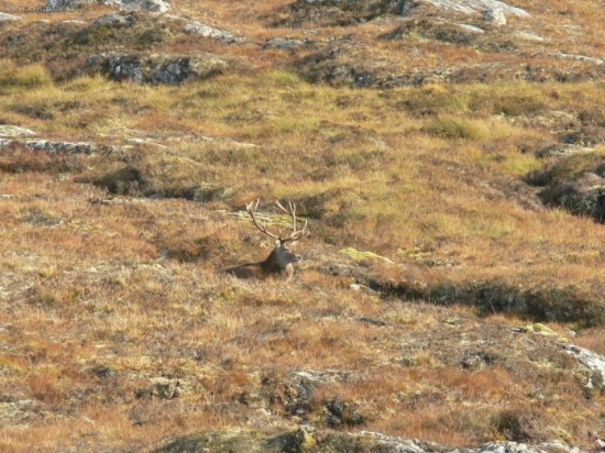 Jelenia ruja v Skotsku