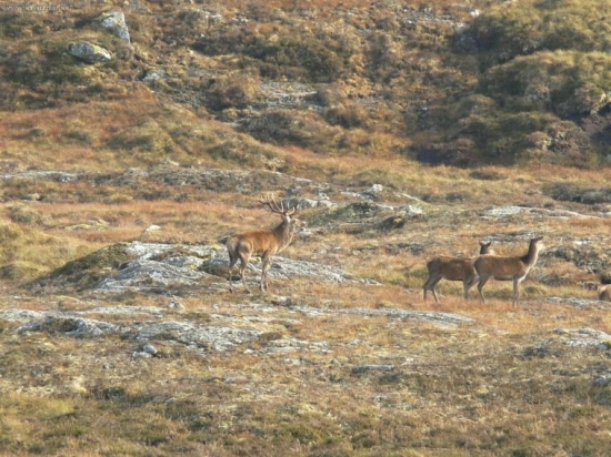 Jelenia ruja v Skotsku 2