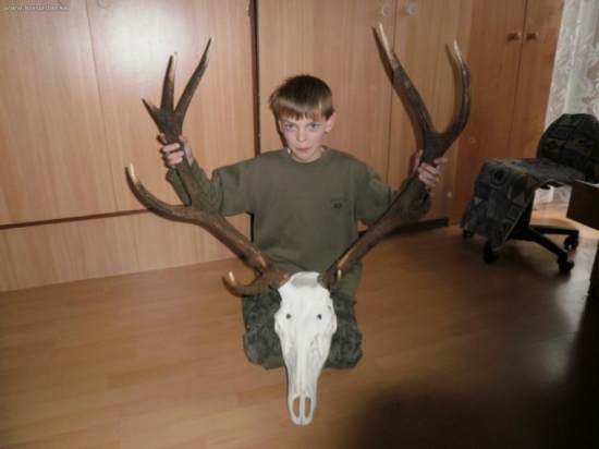 jeleň po vypracovaní