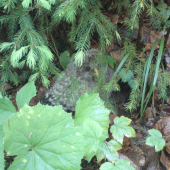 kukuč