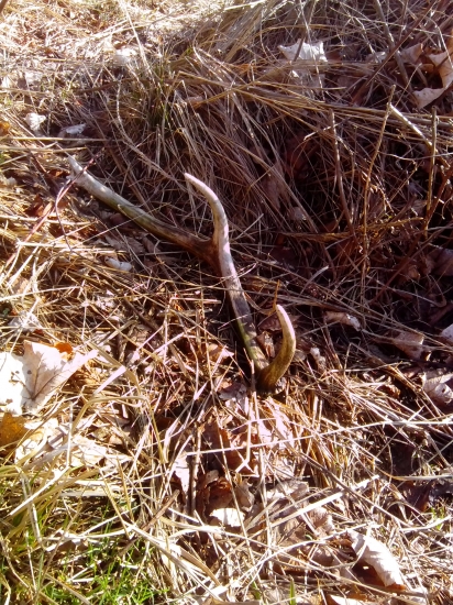 osmorák ostal v lese