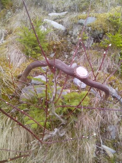 osmačik dohladany par