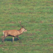 hladajuci jelen 2