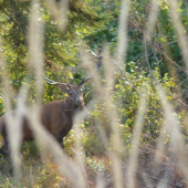 vcera vecer..   14 torak-hlavny