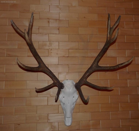 uhyn uz s opravenou lebkou